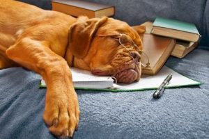 Dog Sleeping in her Notebook after Studying